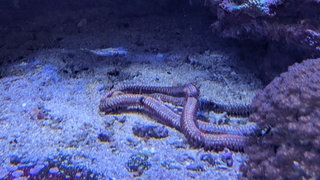 Ein Teil eines meterlangen Borstenwurms wurde Anfang April im Karlsruher Meerwasseraquarium im Naturkundemuseum gefunden.