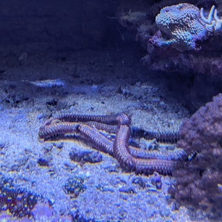 Ein Teil eines meterlangen Borstenwurms wurde Anfang April im Karlsruher Meerwasseraquarium im Naturkundemuseum gefunden.