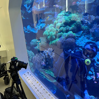 Mit Spezialkameras versuchen Wissenschaftsjournalisten des SWR, den Borstenwurm im Karlsruher Meerwasseraquarium sichtbar zu machen.