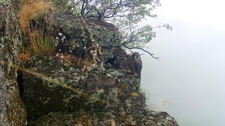 Jungfalke an der Badener Wand am Battertfelsen in Baden-Baden