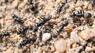 Die Ameisenart Tapinoma magnum ist auf dem Vormarsch.