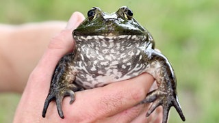 Im Raum Karlsruhe wird der Ochsenfrosch bekämpft. Ein Ochsenfrosch in einer Hand (Symbolbild)