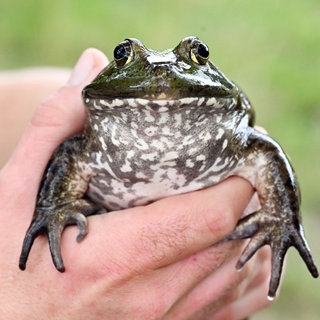 Im Raum Karlsruhe wird der Ochsenfrosch bekämpft. Ein Ochsenfrosch in einer Hand (Symbolbild)