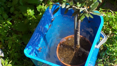 Das Tauchen von verdächtigen oder tatsächlich befallenen Pflanzen könnte gegen invasive Ameisen helfen.