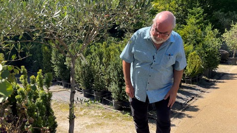 Der Karlsruher Biologieprofessor Andreas Martens untersucht einen Olivenbaum im Topf auf invasive Ameisen. 