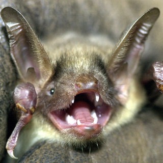 Symbolbild: Großes Mausohr