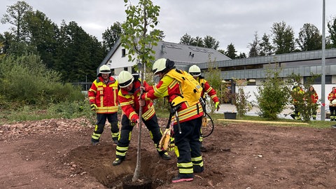 Die Feuerwehr Engelsbrand pflanzt den geretteten Baum