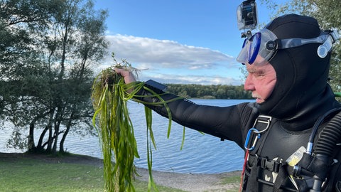 Die Taucher holen die Wasserschraube büschelweise aus dem Wasser