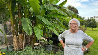 Die Bananenstaude im Garten von Elke Müller in Stutensee (Landkreis Karlsruhe).