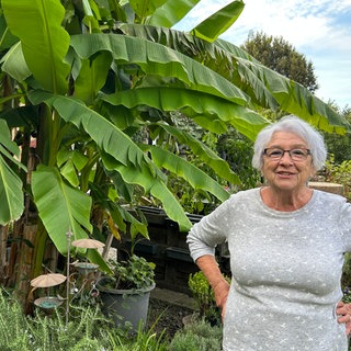Die Bananenstaude im Garten von Elke Müller in Stutensee (Landkreis Karlsruhe).