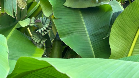 Grüne Bananen an der Staude im Garten von Elke Müller in Stutensee im Landkreis Karlsruhe.