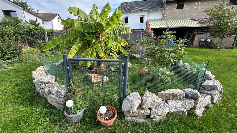 Ein Ableger der großen Bananenstaude aus Stutensee im Landkreis Karlsruhe steht im Garten der Nachbarn.