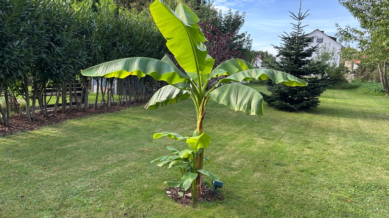 Ein kleinerer Ableger der großen Bananenstaude im Garten von Elke Müller in Stutensee im Landkreis Karlsruhe.