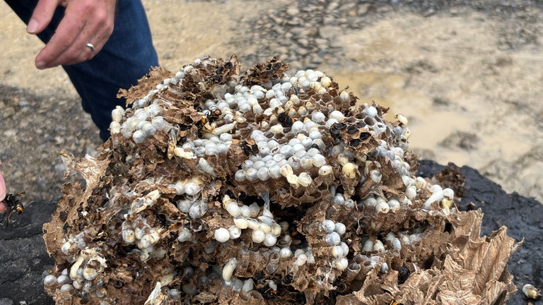 Neue Bekämpfungsmethode asiatische Hornisse