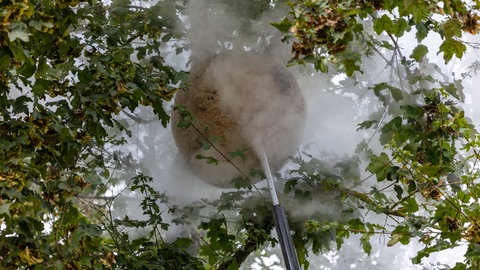 Mit heißem Wasserdampf gegen asiatische Hornissen