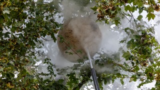 Mit heißem Wasserdampf gegen asiatische Hornissen