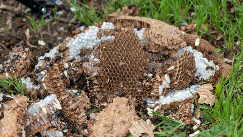 Neue Bekämpfungsmethode asiatische Hornisse