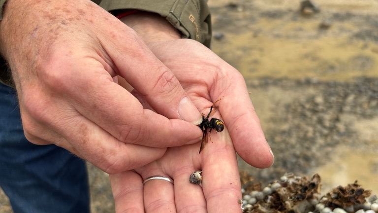 Neue Bekämpfungsmethode asiatische Hornisse
