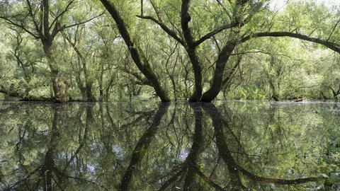 Rheinauen bei Rastatt