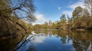 Rheinauen bei Rastatt