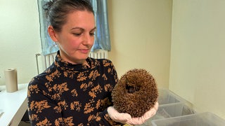 Die Igelpflege Nadelkissen pflegt Igel in Not