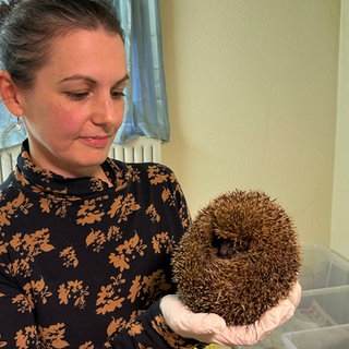 Die Igelpflege Nadelkissen pflegt Igel in Not