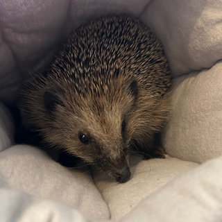 Ein Igel liegt in einem Stoff Schlafsäckchen, er wird von der Igelhilfe Nadelkissen wieder gesund gepflegt.