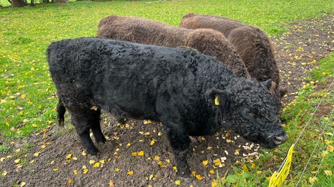 Bauernhof bei Karlsruhe wird zum Hilfsprojekt: schottische Galloway-Rinder