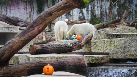 Zwei Eisbären im Zoo in Karlsruhe.