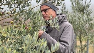 In Bruchsal werden Oliven angebaut und geerntet.