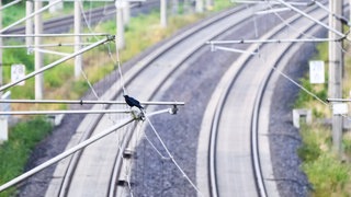 (Symbolbild) Ein Krähe sitzt auf einer Oberleitung. Unten drunter sind Schienen der Bahn.
