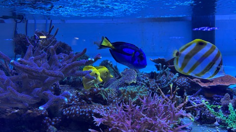 Bunte Korallen im Vivarium des Naturkundemuseums in Karlsruhe, die von Johann Kirchhauser gezüchtet wurden.