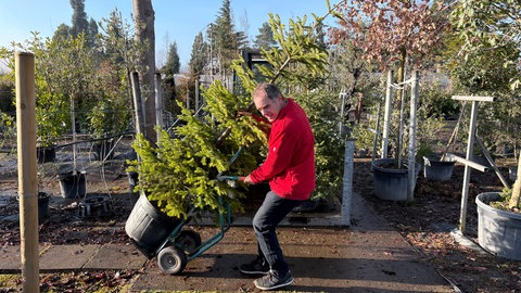 Firmenchef Tobias Gross holt einen Leih-Weihnachtsbaum aus der Gärtnerei