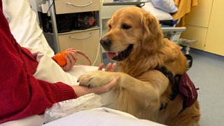 Palliativhund Hannes gibt Patientin seine Pfote.