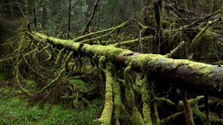 Ein toter Baum im Nationalpark Schwarzwald