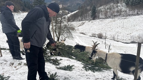 Hubert Decker und sein Sohn Lukas Decker füttern die Ziegen mit Weihnachtsbäumen