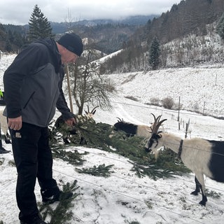 Hubert Decker und sein Sohn Lukas Decker füttern die Ziegen mit Weihnachtsbäumen