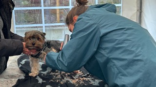 Eine Hundefriseurin rasiert in der Vesperkirche Karlsruhe einem Yorkshire Terrier die Haare.