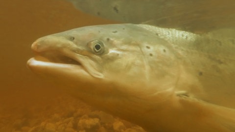 Ein Lachs schwimmt in der Murg