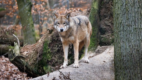 Wolf im Wald (Symbolbild)