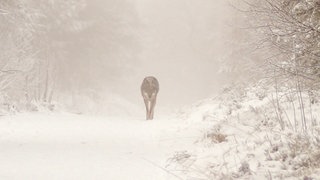 Der Hornisgrinde-Wolf auf einem Weg im Schwarzwald. Er wurde vom Umweltministerium zum Abschuss freigegeben.