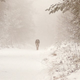 Der Hornisgrinde-Wolf auf einem Weg im Schwarzwald. Er wurde vom Umweltministerium zum Abschuss freigegeben.