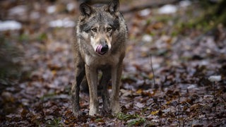 Der Hornisgrinde-Wolf auf einem Weg in Schwarzwald. Er wurde vom Umweltministerium zum Abschuss freigegeben.