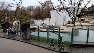Im Karlsruher Zoo saßen die Eisbären Nuka und Mika im Tauchbecken ihrer Anlage fest. Die Feuerwehr half.