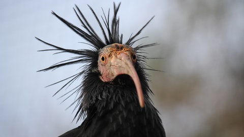Valentinstag: Wie treu sind sich die Tiere im Wildpark Pforzheim?