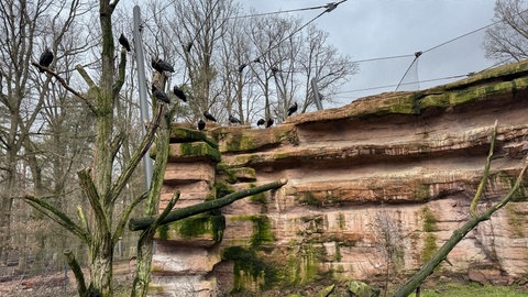 Valentinstag: Wie treu sind sich die Tiere im Wildpark Pforzheim?