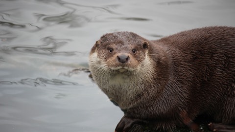 Valentinstag: Wie treu sind sich die Tiere im Wildpark Pforzheim?