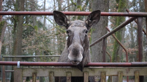Valentinstag: Wie treu sind sich die Tiere im Wildpark Pforzheim?