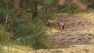 Wolf im Wald bei Herrenwies