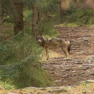 Wolf im Wald bei Herrenwies